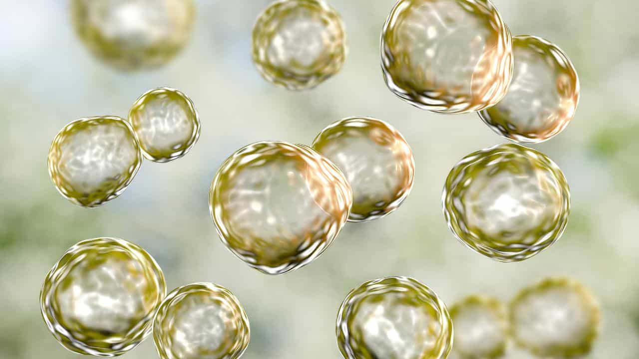 Tryglycerids: ট্রাইগ্লিসারাইড বেড়ে গিয়েছ? ৫ নিয়মেই বশে থাকবে চিরকাল Tryglycerids: ট্রাইগ্লিসারাইড বেড়ে গিয়েছ? ৫ নিয়মেই বশে থাকবে চিরকাল