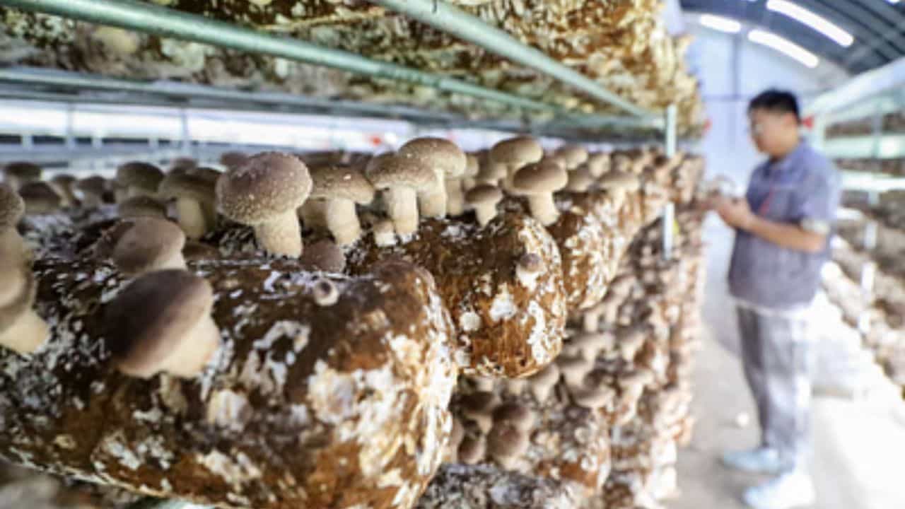 Superfood: ক্যানসার, হার্টের রোগ ছুঁতে পারবে না! শুধু খেতে হবে এই সুপারফুড Superfood: ক্যানসার, হার্টের রোগ ছুঁতে পারবে না! শুধু খেতে হবে এই সুপারফুড