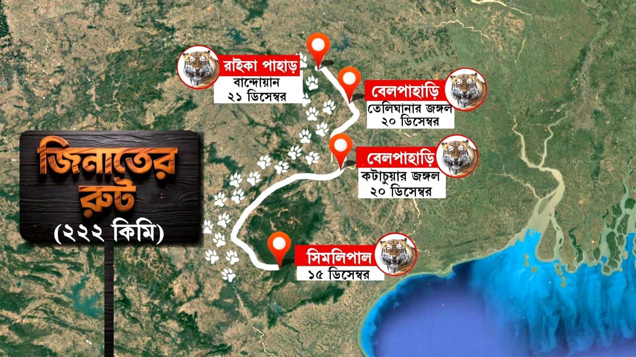 Tigress Zeenat: অন্য বাঘের রোগ সারাতে আনা হয়েছিল, এখন লেজে খেলাচ্ছে জিনাত!
