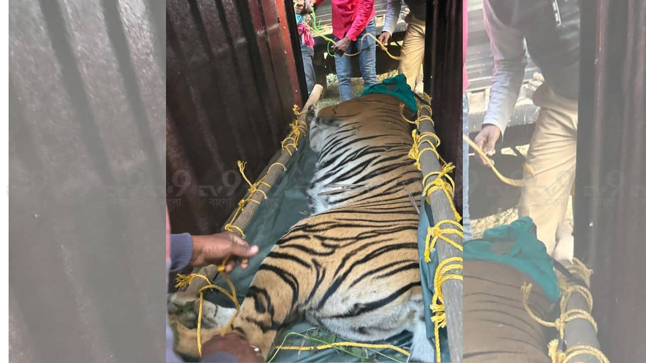 Tigress Zeenat: ৯ দিন ধরে লেজে খেলিয়ে অবশেষে ধরা দিল জিনাত, কীসের লোভে বাগে এল সে?
