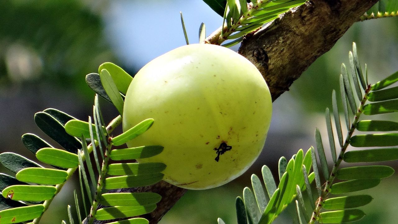 আমলকি কাঁদের জন্য বিষের সমান? বেশি পরিমাণে আমলকি খেলে রক্তচাপ স্বাভাবিকের তুলনায় কমে যেতে পারে। যাঁদের রক্তে শর্করার মাত্রা স্বাভাবিকের তুলনায় কম, সেই ব্যক্তিরা আমলকিতে কামড় দেবেন না। 
