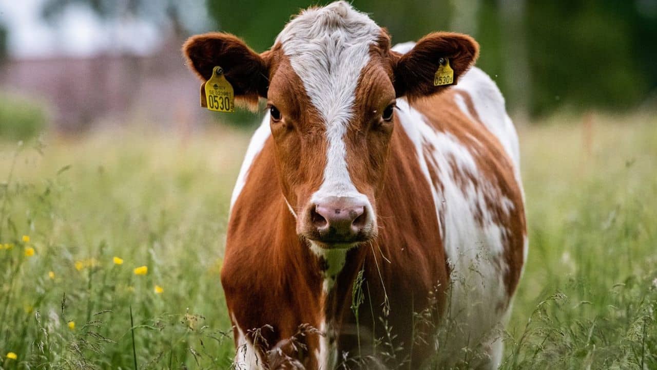 Beef Ban: দিকে দিকে উঠছে গো-মাংস ব্যানের ডাক, অসমের পথেই হাঁটবে বাকি রাজ্যও?