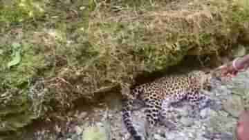 Alipurduar: চা বাগান থেকে পূর্ণ বয়স্ক চিতাবাঘের দেহ উদ্ধার, চাঞ্চল্য