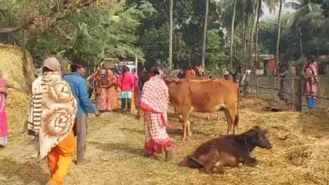 Bardhaman: চুপি-চুপি ঢুকেছিল গোয়াল ঘরে, গরু চুরি করতে যেতেই...