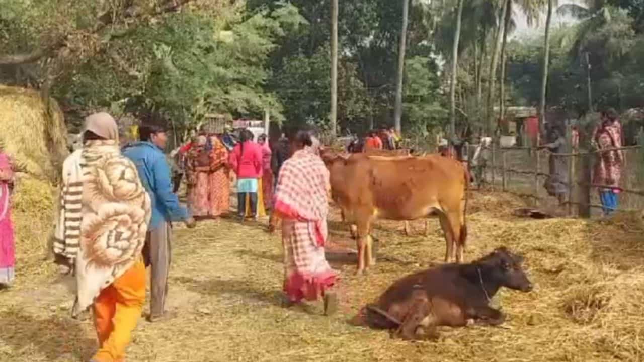 Bardhaman: চুপি-চুপি ঢুকেছিল গোয়াল ঘরে, গরু চুরি করতে যেতেই... Bardhaman: চুপি-চুপি ঢুকেছিল গোয়াল ঘরে, গরু চুরি করতে যেতেই...
