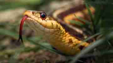 Snake: বিশ্বে এমন জায়গাও রয়েছে! সাপ-মুক্ত অঞ্চলগুলি সম্পর্কে জানেন?