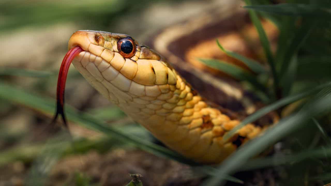 Snake: বিশ্বে এমন জায়গাও রয়েছে! সাপ-মুক্ত অঞ্চলগুলি সম্পর্কে জানেন? Snake: বিশ্বে এমন জায়গাও রয়েছে! সাপ-মুক্ত অঞ্চলগুলি সম্পর্কে জানেন?