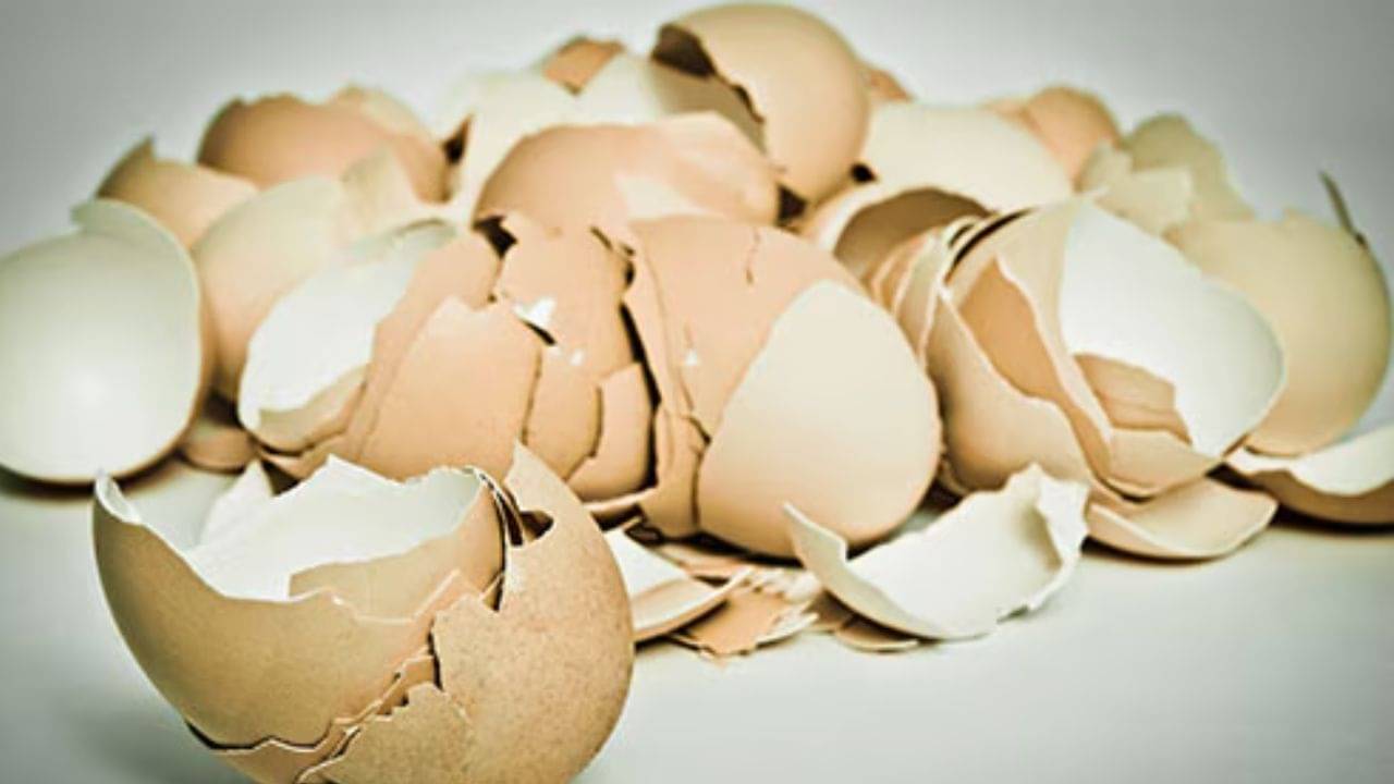 ডিম বাদ দিন, এবার খোসা দিয়েই তৈরি করুন ফেসপ্যাক