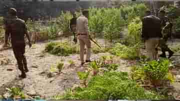 Jalpaiguri: লাউ-লঙ্কা-বেগুন গাছের আড়ালে ওগুলি কী? এলাকা ঘিরে বড় অভিযান, হতবাক পুলিশ