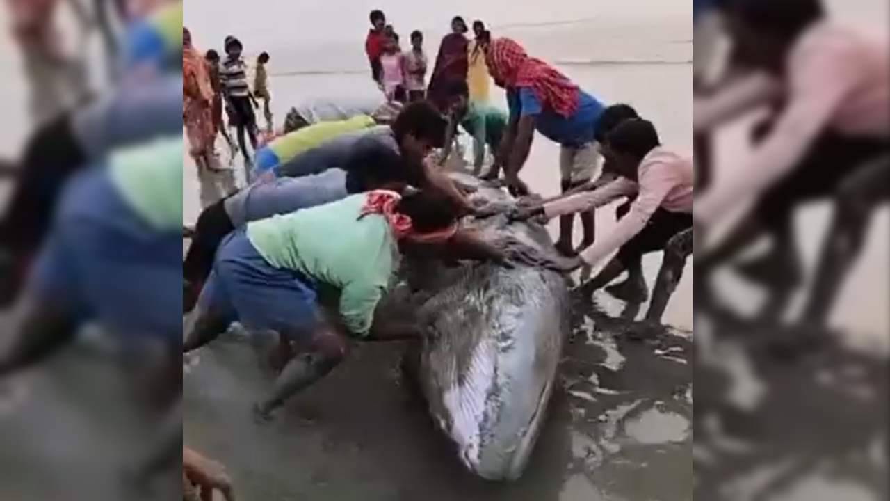 Giant whale: সাগর থেকে নদী বেয়ে ডাঙায় উঠল বিশালকার তিমি, মুড়িগঙ্গার পাড়ে বসে গেল ‘মেলা’