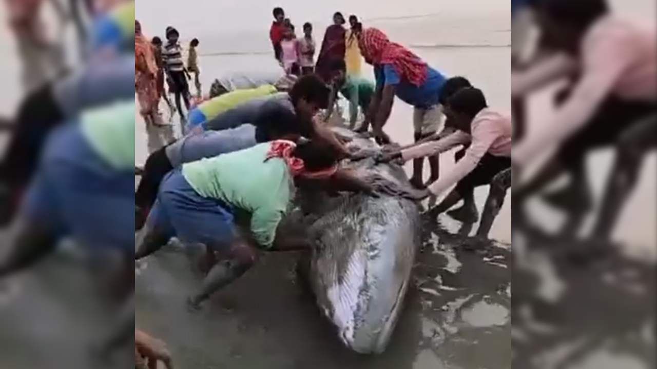 Giant whale: সাগর থেকে নদী বেয়ে ডাঙায় উঠল বিশালকার তিমি, মুড়িগঙ্গার পাড়ে বসে গেল ‘মেলা’