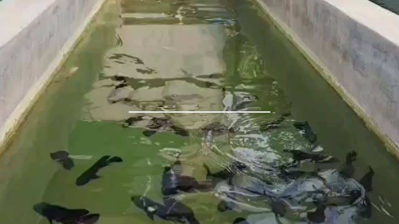 Hooghly:  এলাকাবাসীরা জল পাচ্ছেন না, অথচ সেই পুরসভার জলেই চলছে রঙিন মাছের ব্যবসা!