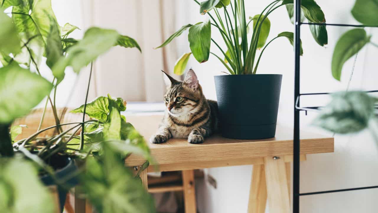 Indoor Plants: তুলসী গাছ বাড়ির এই দিকে রাখেননি তো? না হলেই কিন্তু সর্বনাশ Indoor Plants: তুলসী গাছ বাড়ির এই দিকে রাখেননি তো? না হলেই কিন্তু সর্বনাশ