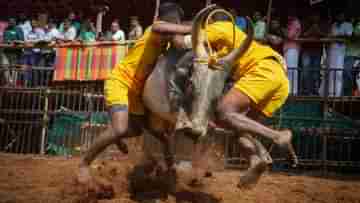 Jallikattu Festival Controversy: ষাঁড়ের সঙ্গে মানুষের লড়াই, যুদ্ধ থামাতে আদালতে ছুট! জাল্লিকাট্টু নিয়ে কেন এত বিতর্ক?