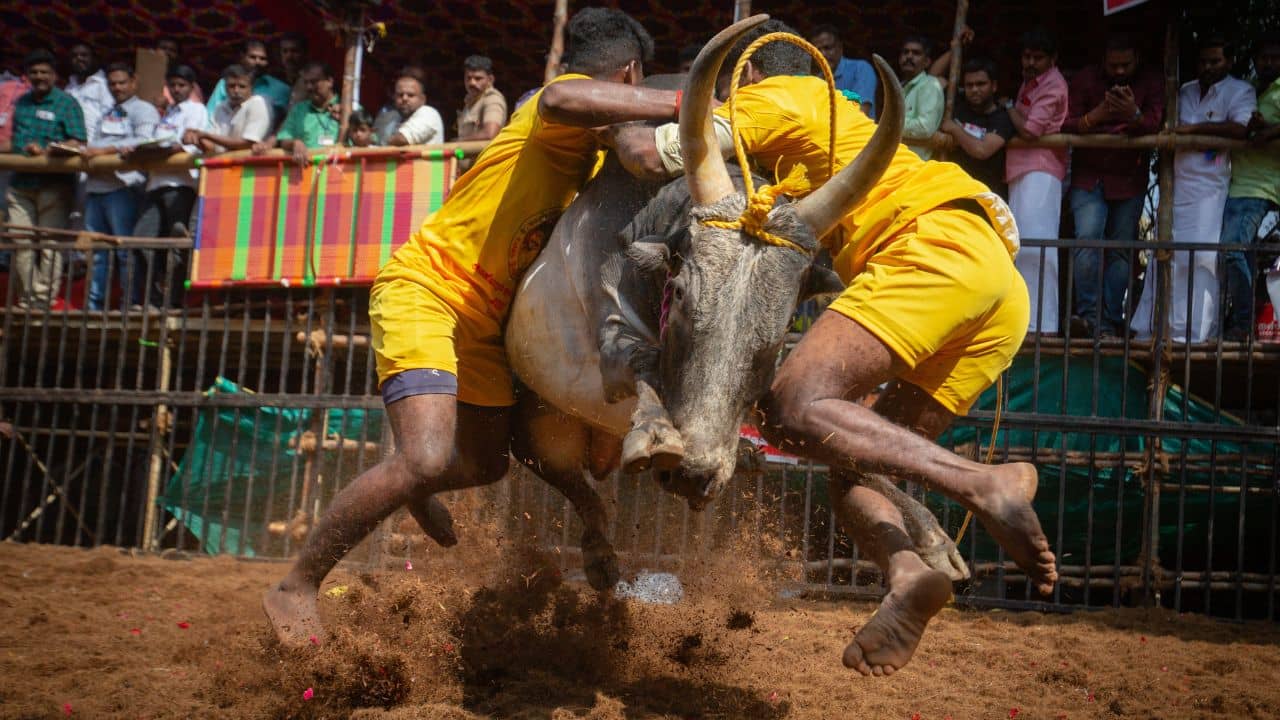Jallikattu Festival Controversy: ষাঁড়ের সঙ্গে মানুষের লড়াই, যুদ্ধ থামাতে আদালতে ছুট! জাল্লিকাট্টু নিয়ে কেন এত বিতর্ক?