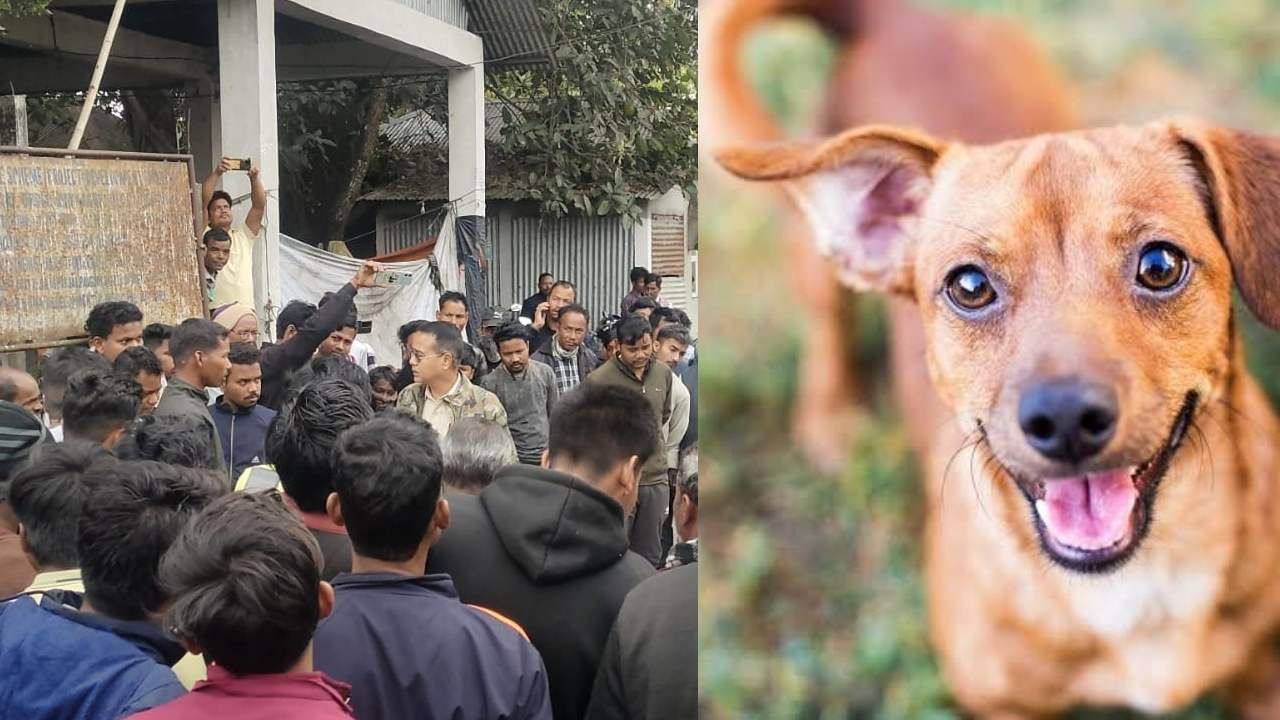 Jalpaiguri: ব্যাগে কুকুরের মাথা, বাইরে খাসির মাংস বলে বিক্রির চেষ্টা! পুলিশ ধরল জলপাইগুড়ির যুবককে