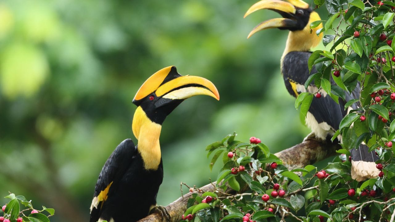 হর্নবিল-এই পাখি মূলত আফ্রিকা, এশিয়া এবং মেলানিশার নানা অঞ্চলে দেখা যায়। নীচু হয়ে আসা ঠোঁট, প্রাণীদের মধ্যে রহস্যময়। সব ছবি: CANVA
