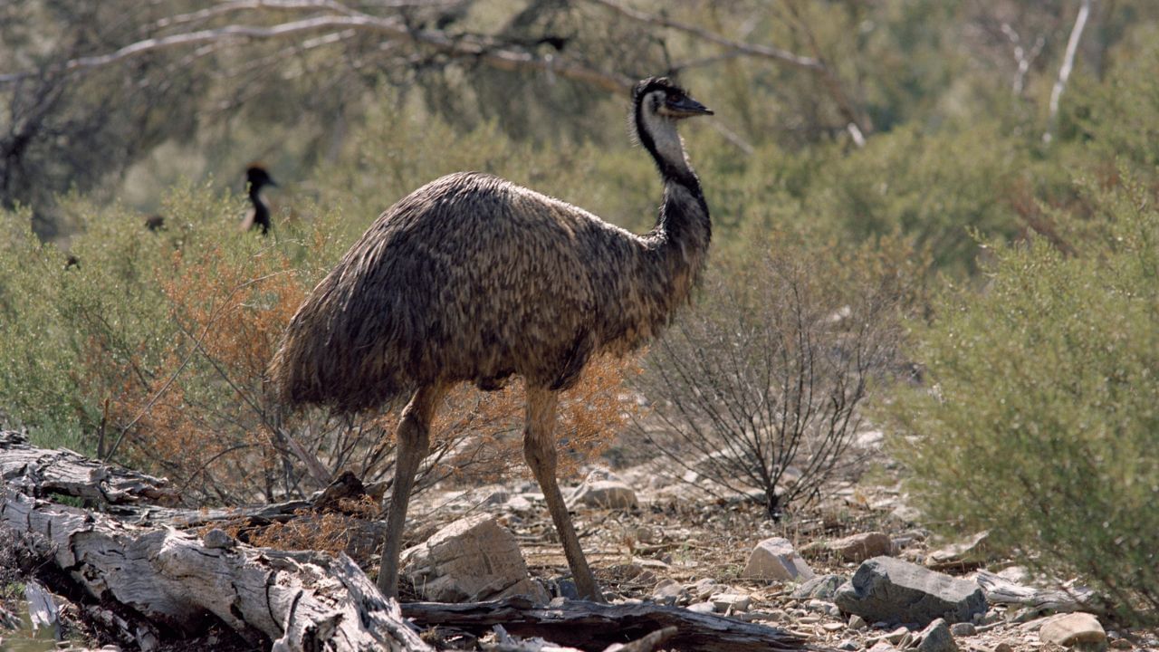এমু-সবচেয়ে বড় পাখি। কিন্তু উড়তে পারে না। অস্ট্রেলিয়ায় এই পাখির দেখা মেলে। আগে অবশ্য ইউরোপের নানা অঞ্চলেও দেখা যেত।