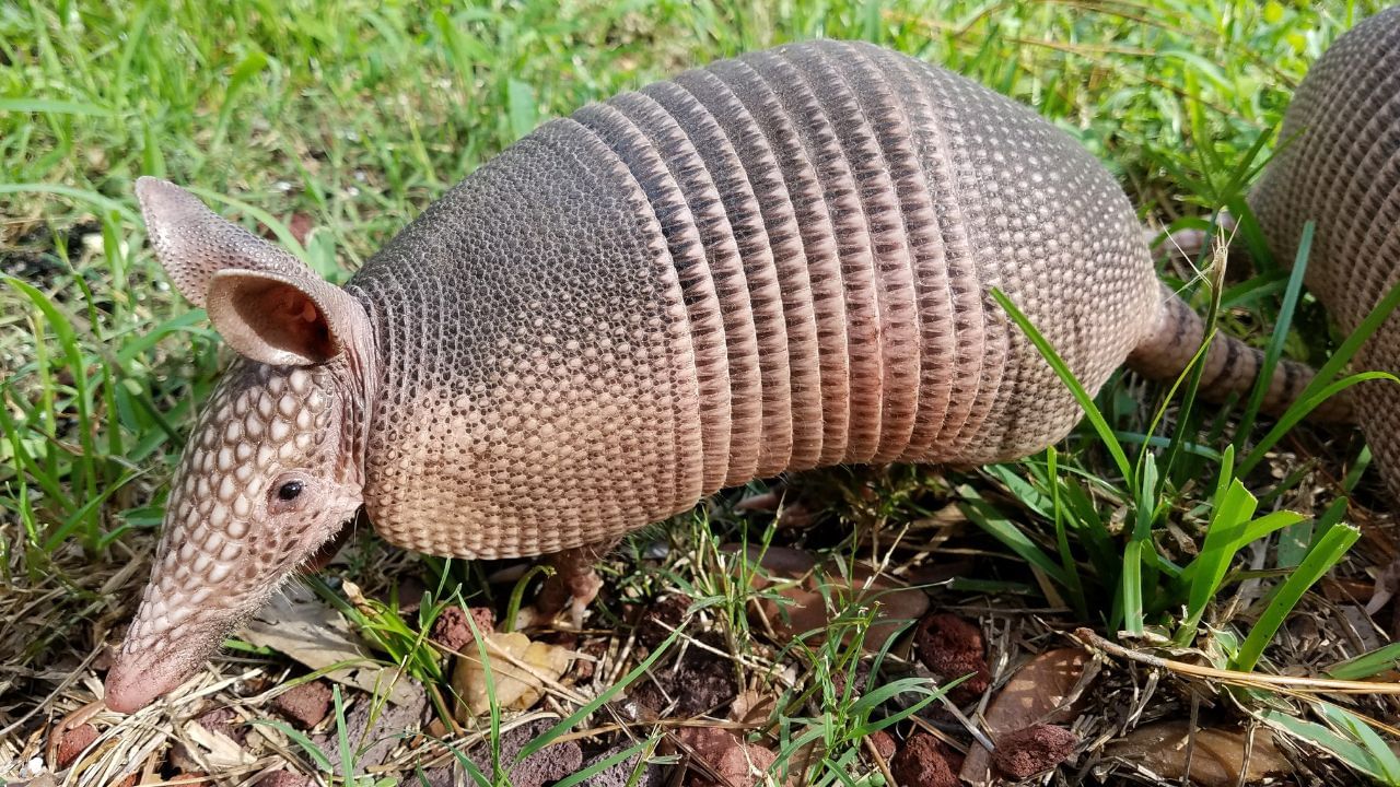 আর্মাডিলো-শক্তপোক্ত খোলস রয়েছে বলা যায়। শরীরটা ছোট্ট। ধারালো নখ রয়েছে। ছোট্ট শরীর হলেও প্রচণ্ড জোরে দৌড়তে পারে আর্মাডিলো। একেও আধুনিক ডাইনোসর বলা যায়।