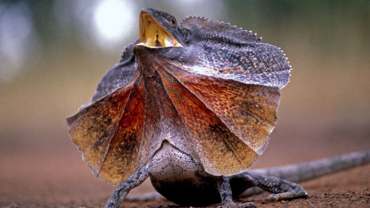 ফ্রিলড লিজার্ড-একে ভিন্ন নামেও ডাকা হয় যেমন ফ্রিলড অ্যাগামা, ফ্রিল-নেক লিজার্ড, ফ্রিল-নেকড লিজার্ড, ফ্রিলড ড্র্যাগন। মূলত অস্ট্রেলিয়া এবং নিউ গিনিতেই দেখা যায়।