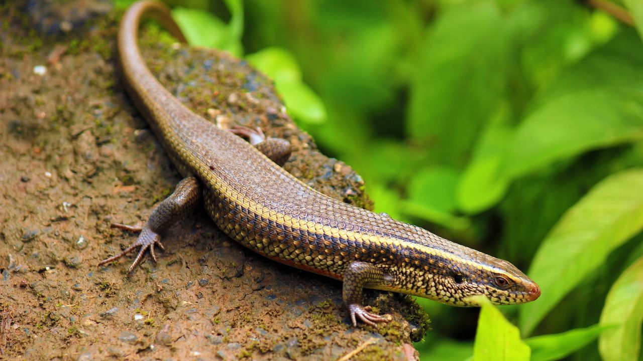 রেড-আই ক্রোকোডাইস স্কিঙ্ক-বৈজ্ঞানিক ভাবে এই প্রাণী পরিচিত ট্রাইবোলোনোটাস গ্রাসিলি নামে। এই প্রাণী একমাত্র নিউ গিনিতেই দেখা যায়।