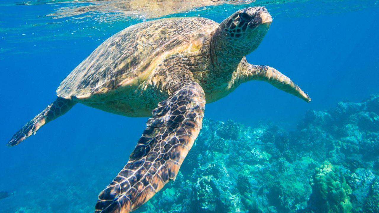 সি টার্টল-সামুদ্রিক কচ্ছপকে অনেক সময় ডাইনোসরের তুতো ভাই-বোন বলা হয়ে থাকে। সামুদ্রিক কচ্ছপের আবার সাতটি ভিন্ন প্রজাতি পাওয়া যায়! বিশেষজ্ঞরা বলে থাকেন, এই কচ্ছপ ডাইনসোরের সময়ও ছিল।