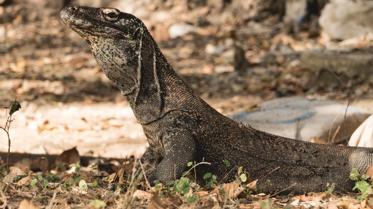 কোমোডো ড্র্যাগন- বড় টিকটিকির মতো। ইন্দোনেশিয়ার দ্বীপ কোমোডো, রিঙ্কা, ফ্লোরেস, গিলি দাসামি, গিলি মাতাংয়ে এর দেখা মেলে। এর বাইরে বিশ্বের অন্য কোথাও এর অস্তিত্ব নেই।