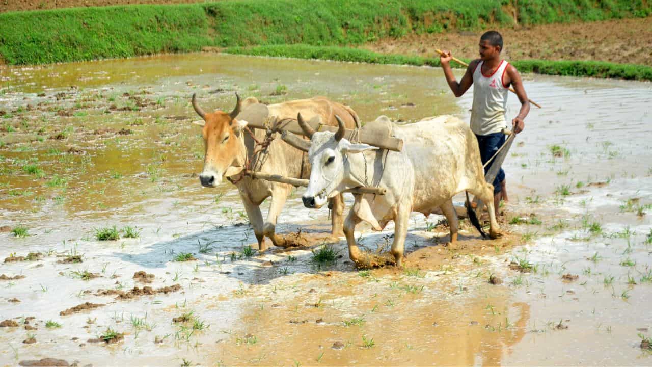 PM Kisan: ফেব্রুয়ারির ১ তারিখ কৃষকদের বড় খবর শোনাবে কেন্দ্র? এক ঘোষণায় অ্যাকাউন্টে ঢুকতে পারে দ্বিগুণ টাকা PM Kisan: ফেব্রুয়ারির ১ তারিখ কৃষকদের বড় খবর শোনাবে কেন্দ্র? এক ঘোষণায় অ্যাকাউন্টে ঢুকতে পারে দ্বিগুণ টাকা