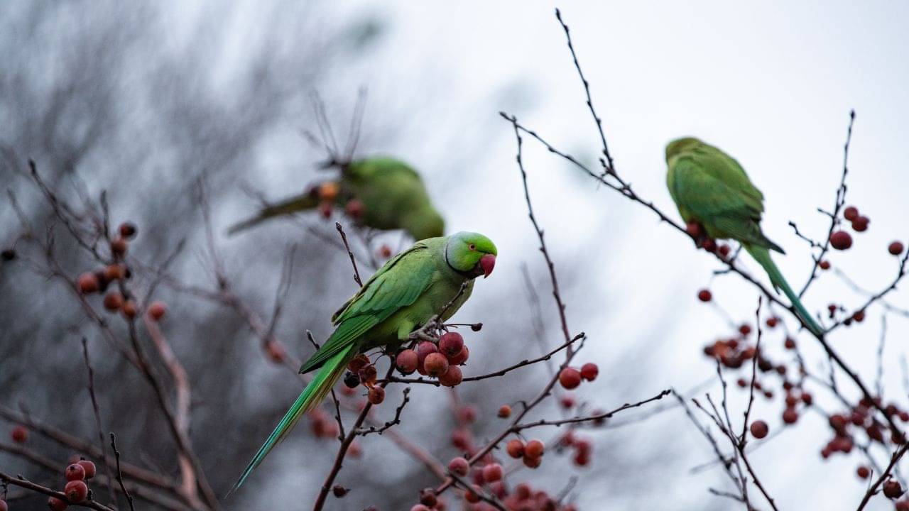 Parrot: বাড়িতে টিয়া পাখি পোষেন? ভাল না খারাপ, কী বলছে বাস্তুশাস্ত্র?