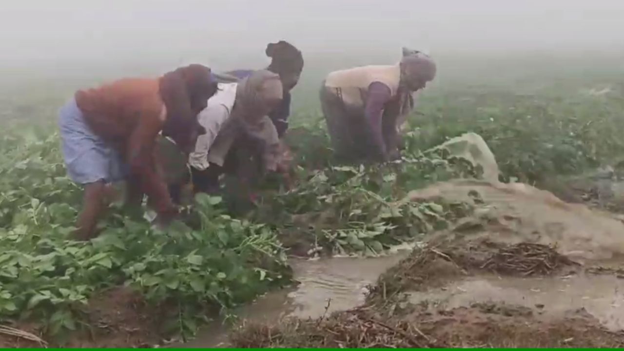 Potato Farming: এ যেন অকাল বন্যা! রাতে জমিতে ঢুকল জল, নষ্ট বিঘার পর বিঘা আলু জমি