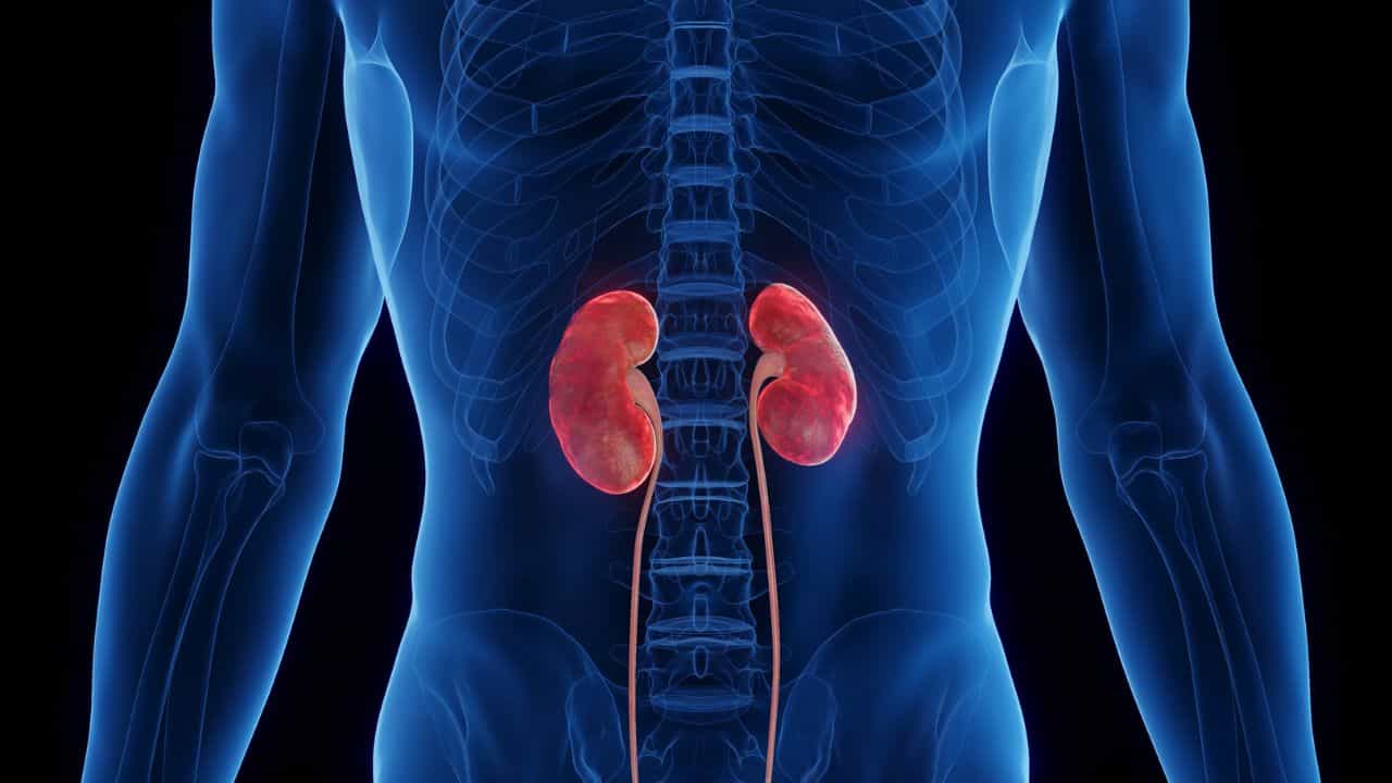 Kidney Health: কিডনি সুস্থ রাখতে রোজ সকালে এই ১০টি কাজ অবশ্যই করুন Kidney Health: কিডনি সুস্থ রাখতে রোজ সকালে এই ১০টি কাজ অবশ্যই করুন