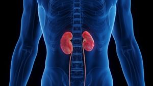 Kidney Health: কিডনি সুস্থ রাখতে রোজ সকালে এই ১০টি কাজ অবশ্যই করুন