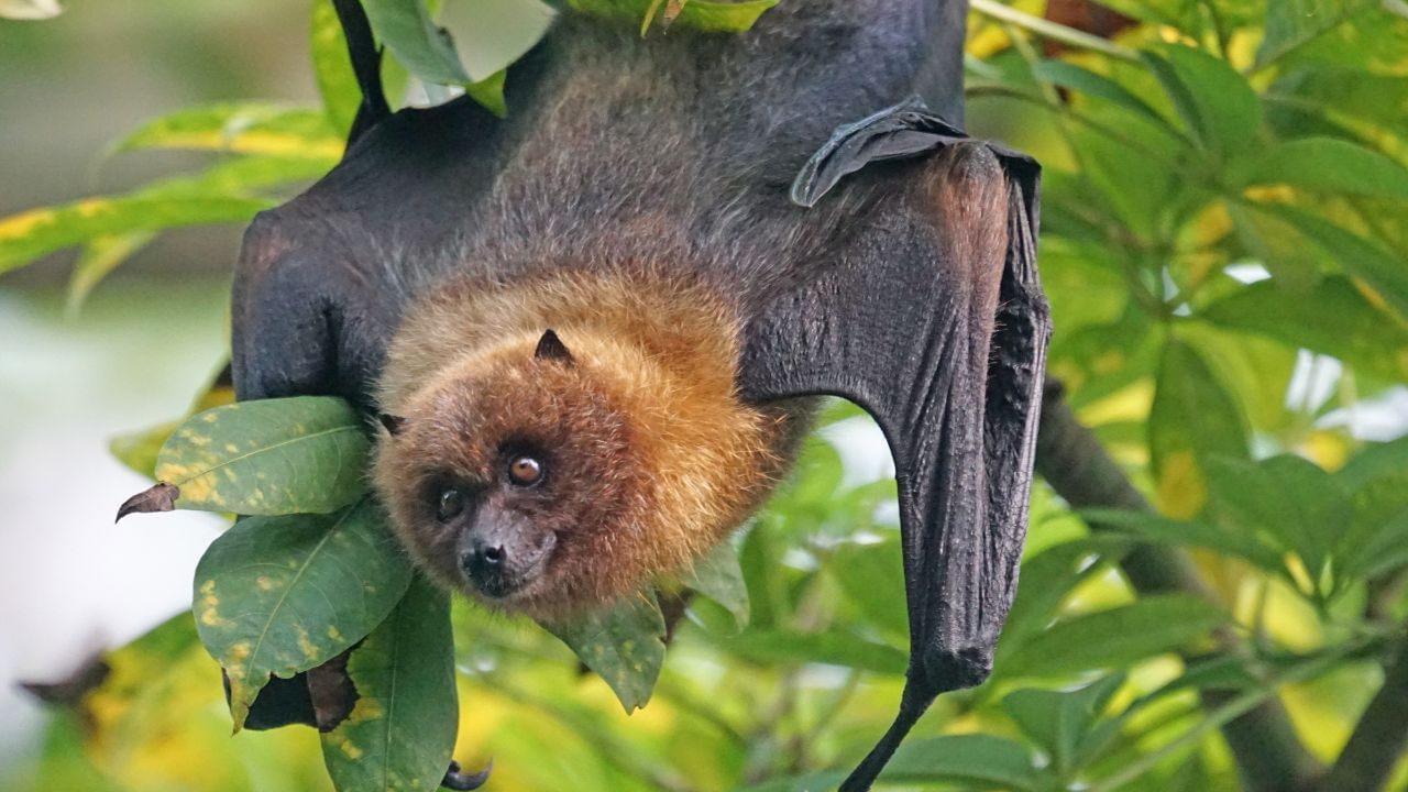 Flying Animal: পাখি নয়, উড়তে পারে…! এই প্রাণীগুলো সম্পর্কে জানেন?