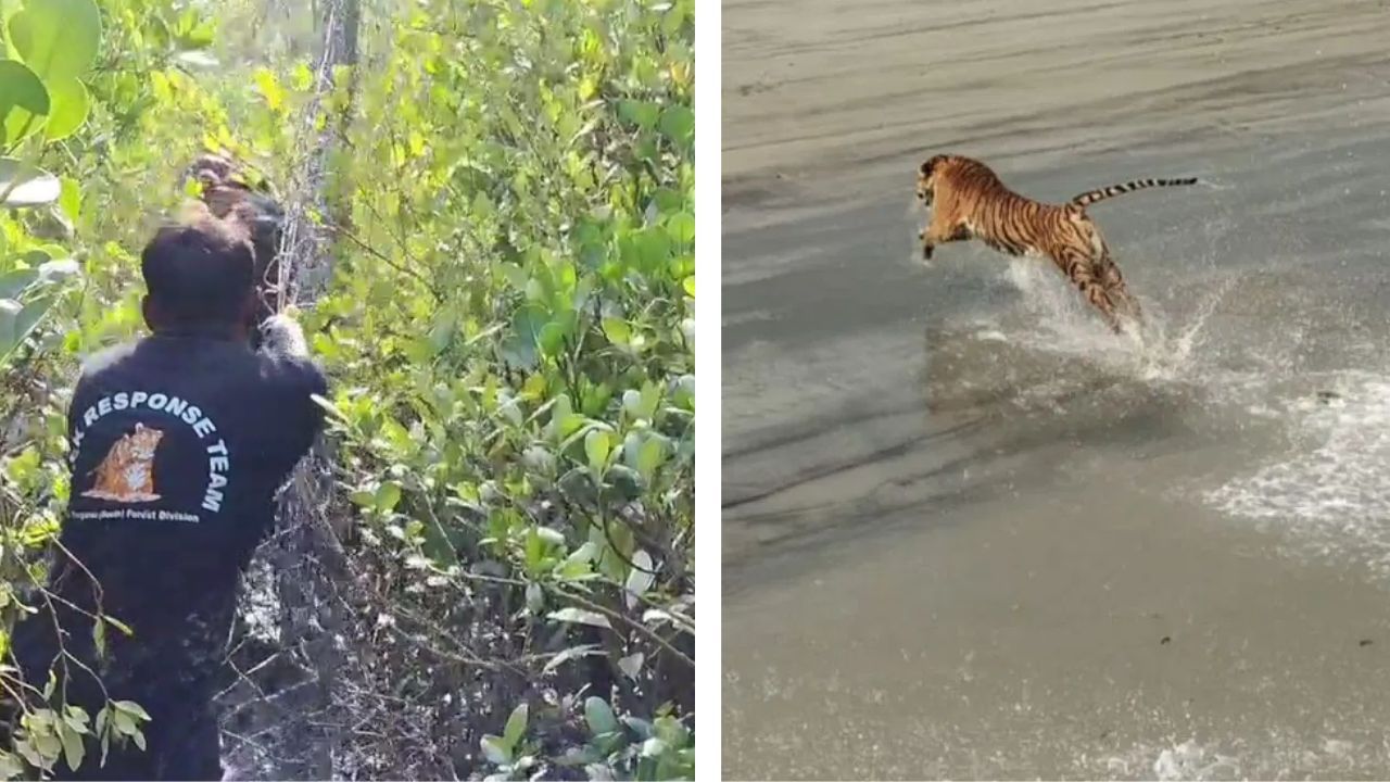 Royal Bengal Tiger: বাঘ রাখি না কুল রাখি! ফের ডোরা 'কাঁটায়' ঘুম ছুটেছে কুলতলির