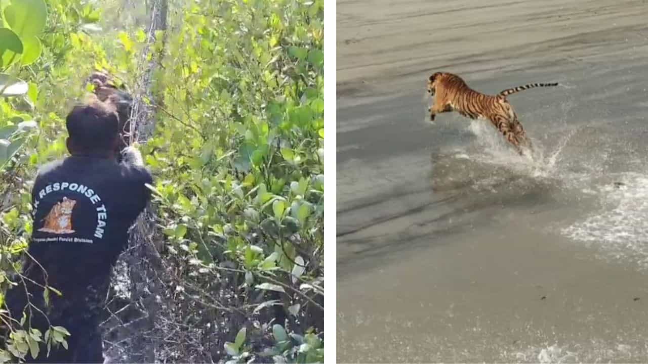 Royal Bengal Tiger: বাঘ রাখি না কুল রাখি! ফের ডোরা 'কাঁটায়' ঘুম ছুটেছে কুলতলির Royal Bengal Tiger: বাঘ রাখি না কুল রাখি! ফের ডোরা 'কাঁটায়' ঘুম ছুটেছে কুলতলির