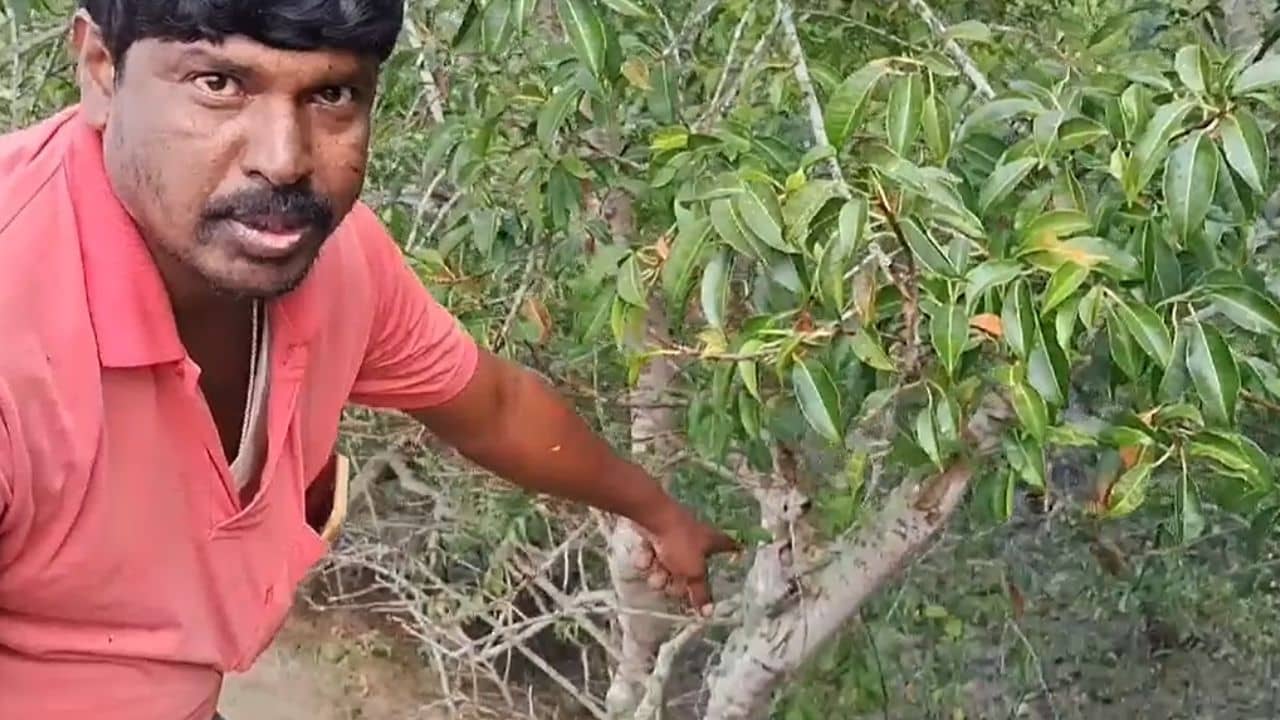 Tiger Panic: ঝোপের আড়ালে মাটিতেই স্পষ্ট তার উপস্থিতি, গোটা গ্রাম ভয়ে কাঁটা! একা তার অস্তিত্বই যথেষ্ট গ্রাম শেষ করতে!