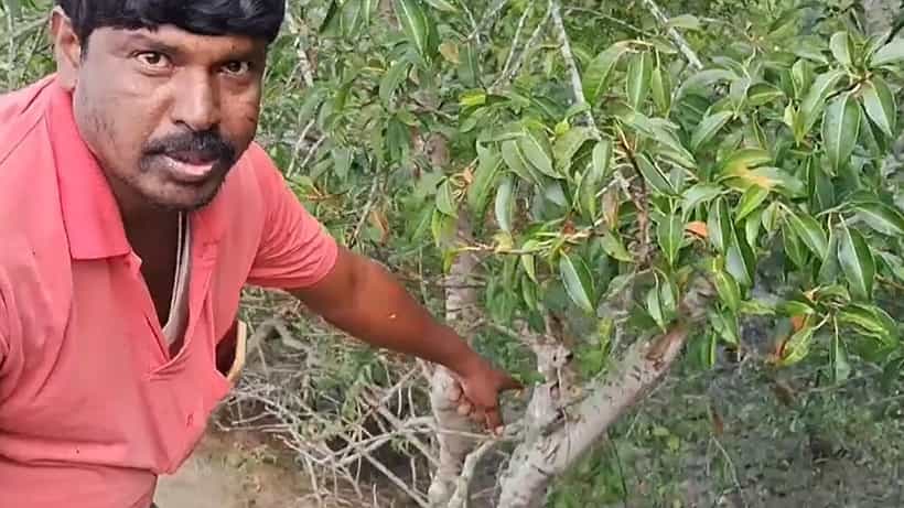 Tiger Panic: ঝোপের আড়ালে মাটিতেই স্পষ্ট তার উপস্থিতি, গোটা গ্রাম ভয়ে কাঁটা! একা তার অস্তিত্বই যথেষ্ট গ্রাম শেষ করতে!