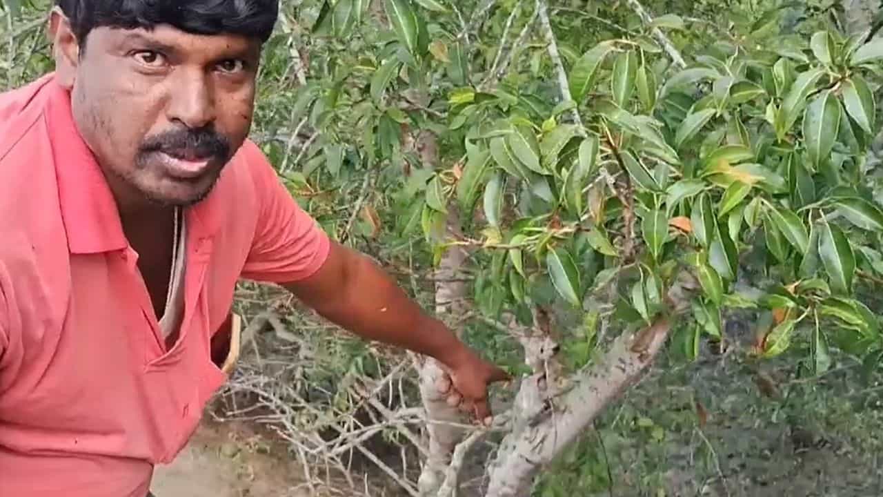 Tiger Panic: ঝোপের আড়ালে মাটিতেই স্পষ্ট তার উপস্থিতি, গোটা গ্রাম ভয়ে কাঁটা! একা তার অস্তিত্বই যথেষ্ট গ্রাম শেষ করতে! Tiger Panic: ঝোপের আড়ালে মাটিতেই স্পষ্ট তার উপস্থিতি, গোটা গ্রাম ভয়ে কাঁটা! একা তার অস্তিত্বই যথেষ্ট গ্রাম শেষ করতে!