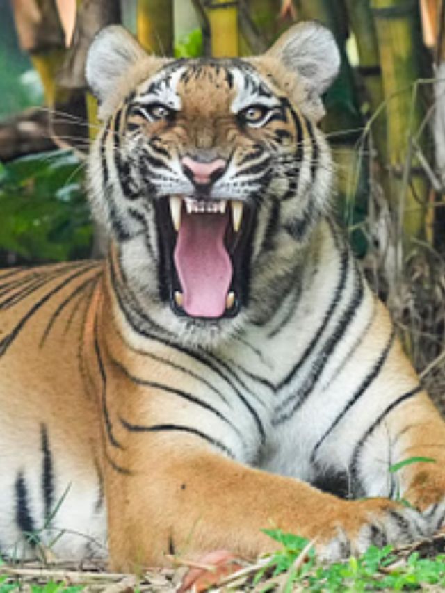 পৃথিবীর ৭০ শতাংশ বাঘই আছে একটি জায়গায়! কোথায় জানেন? পৃথিবীর ৭০ শতাংশ বাঘই আছে একটি জায়গায়! কোথায় জানেন?