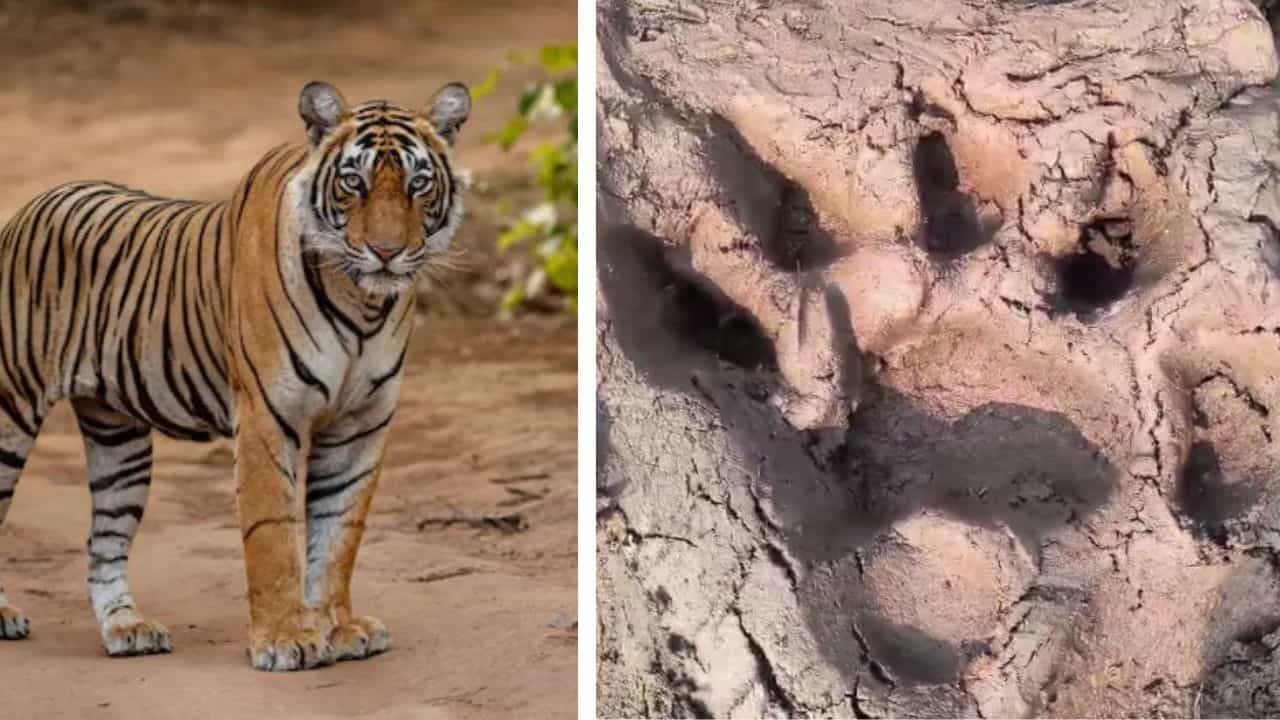 Tigress Zeenat: 'সদ্য যুবতী' জিনাতের খোঁজে পুরুলিয়ায় হাজির এবার তার পুরুষ সঙ্গী Tigress Zeenat: 'সদ্য যুবতী' জিনাতের খোঁজে পুরুলিয়ায় হাজির এবার তার পুরুষ সঙ্গী