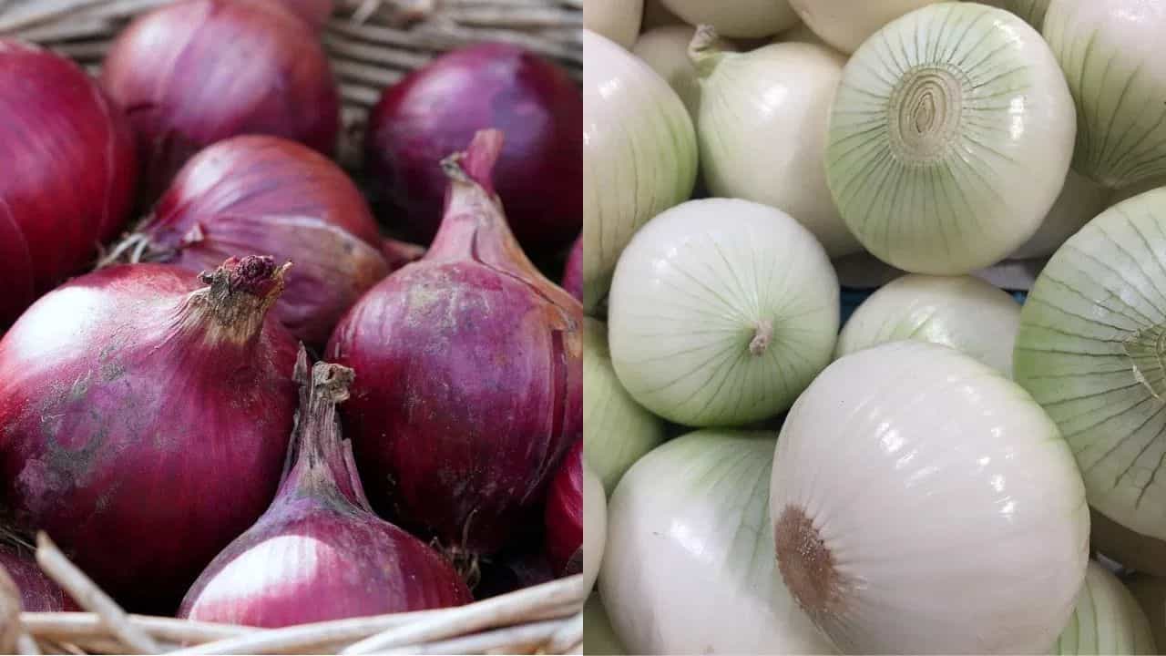 White Onion and Red Onion: শুধু স্বাদই বাড়ায় না, পেঁয়াজ স্বাস্থ্যকরও; লাল না সাদা কোনটি বেশি উপকারী? White Onion and Red Onion: শুধু স্বাদই বাড়ায় না, পেঁয়াজ স্বাস্থ্যকরও; লাল না সাদা কোনটি বেশি উপকারী?
