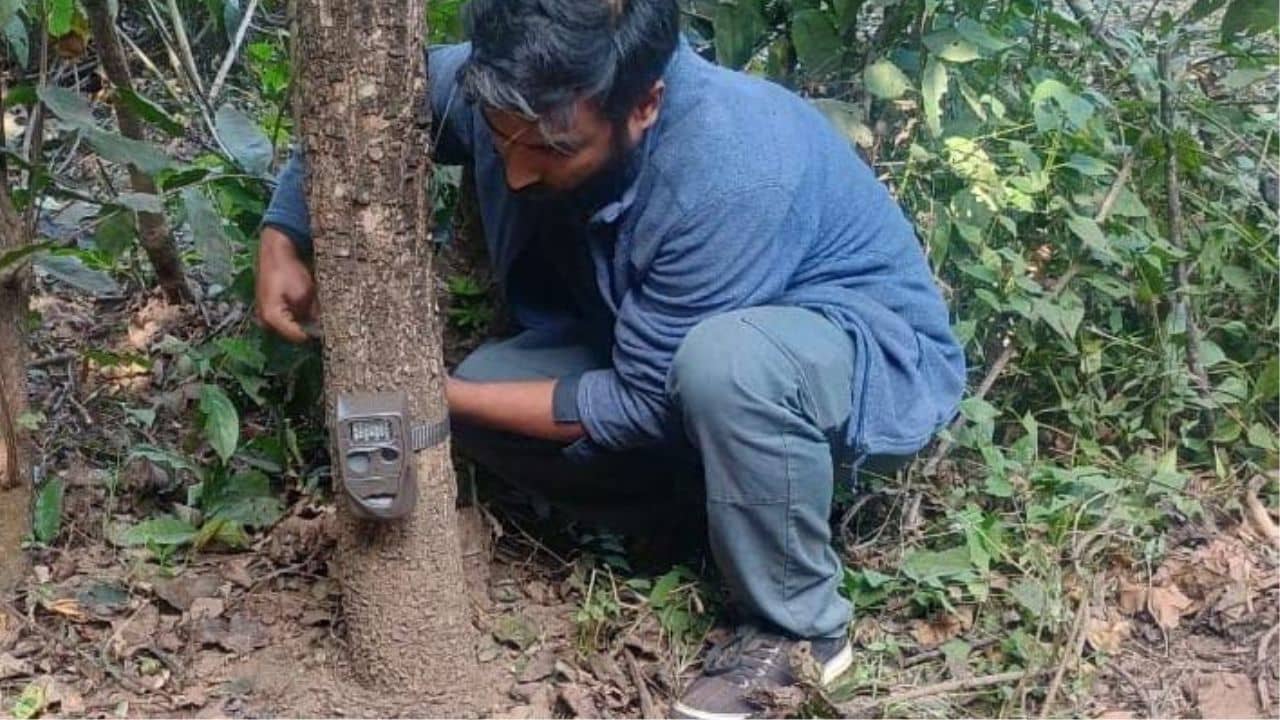 Purulia: দেখা মিলল পায়ের ছাপ, ফের বাঘের আতঙ্ক পুরুলিয়ায়