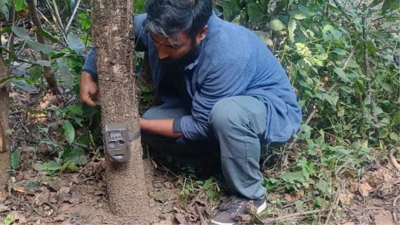 Purulia: দেখা মিলল পায়ের ছাপ, ফের বাঘের আতঙ্ক পুরুলিয়ায় Purulia: দেখা মিলল পায়ের ছাপ, ফের বাঘের আতঙ্ক পুরুলিয়ায়