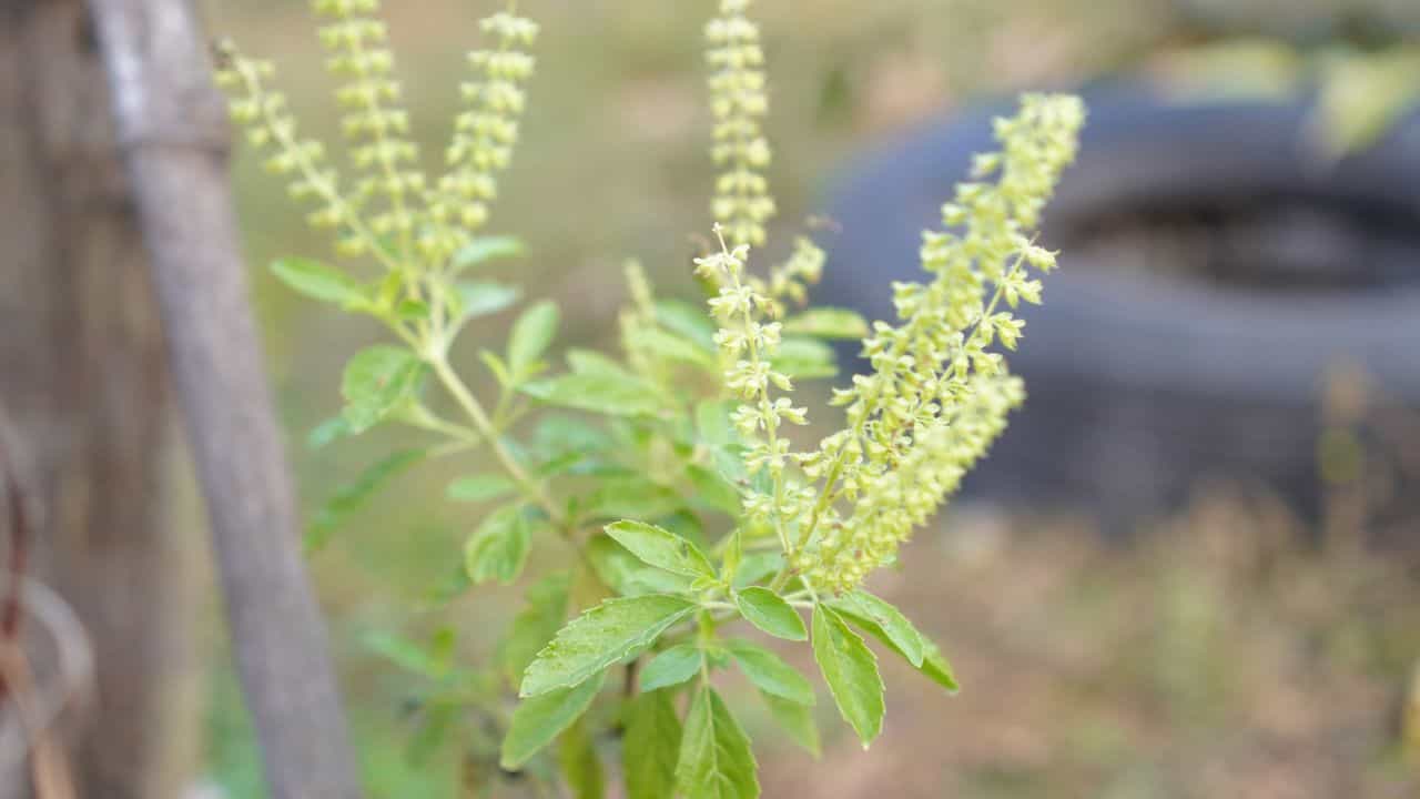 বাস্তু শাস্ত্র হোক বা জ্যোতিষ শাস্ত্র, তুলসী গাছ সব মতেই খুব গুরুত্বপূর্ণ। আয়ুর্বেদিক দিক থেকেও অত্যন্ত  উপকারী এই গাছ। প্রায় সব ঘরে ঘরেই একটি করে তুলসী গাছ থাকে। মনে করা হয় এই গাছের সঙ্গে জড়িয়ে রয়েছে বাড়ির শুভ-অশুভ অনেক কিছুই। 