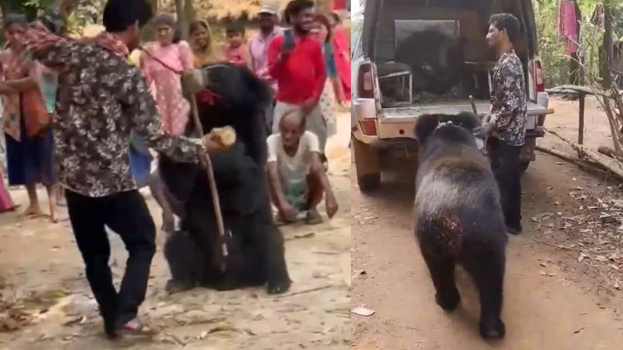 Forest Department: বাংলায় ভাল্লুক নিয়ে খেলা দেখাতে এসে জেলে গেল বিহারের যুবক