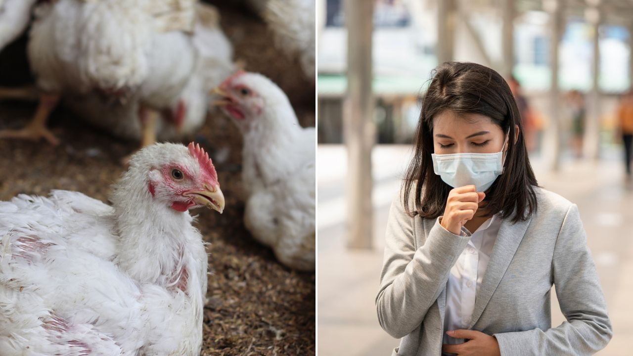 Bird Flu Outbreak In India 'বার্ড ফ্লু মুরগি'— মাংস খেলে কি আপনারও হতে