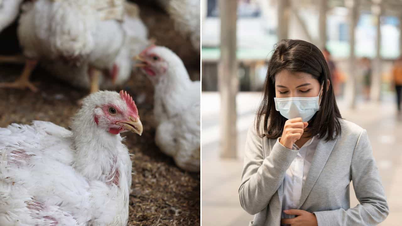 Bird Flu Outbreak In India: 'বার্ড ফ্লু মুরগি'র মাংস খেলে কি আপনারও হতে পারে বার্ড ফ্লু ? Bird Flu Outbreak In India: 'বার্ড ফ্লু মুরগি'র মাংস খেলে কি আপনারও হতে পারে বার্ড ফ্লু ?