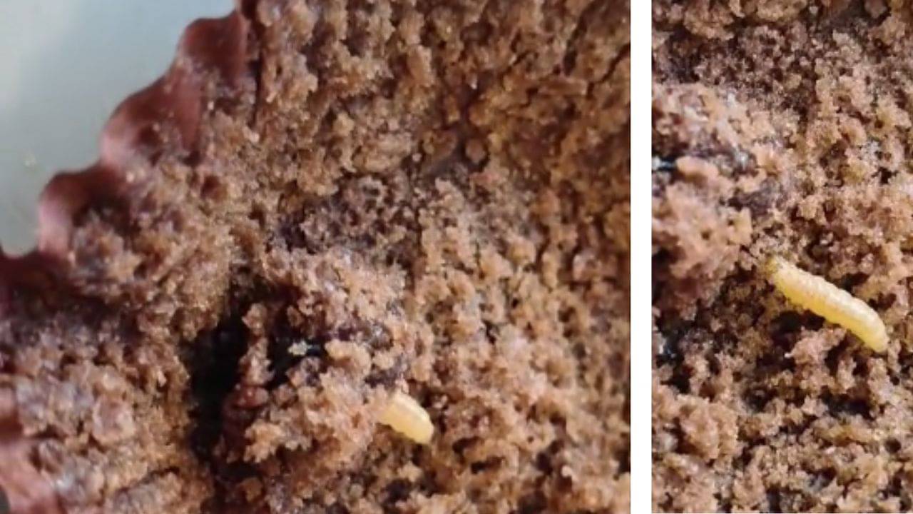 Dankuni: এক পিস তো আমার ছেলে খেয়েও নিয়েছে..., ডানকুনিতে নামী সংস্থার কেকে মিলল জ্যান্ত পোকা