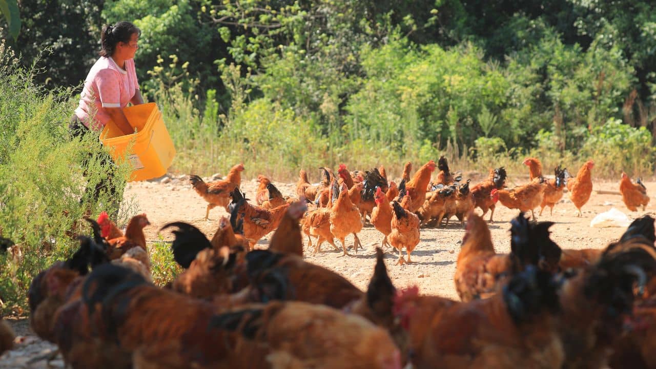 Mysterious Disease in Chicken: চিকেন খাচ্ছেন? অজানা রোগে আক্রান্ত মুরগি! তিন দিনেই মৃত্যু আড়াই হাজার