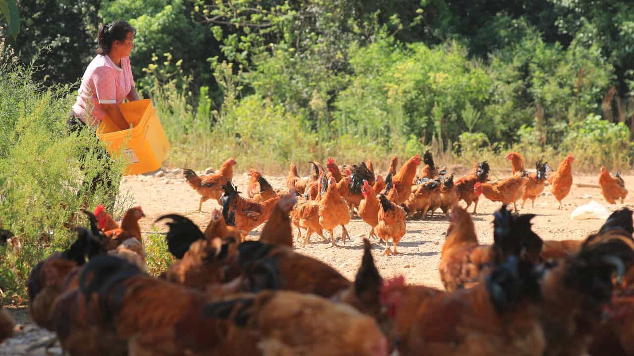 Mysterious Disease in Chicken: চিকেন খাচ্ছেন? অজানা রোগে আক্রান্ত মুরগি! তিন দিনেই মৃত্যু আড়াই হাজার Mysterious Disease in Chicken: চিকেন খাচ্ছেন? অজানা রোগে আক্রান্ত মুরগি! তিন দিনেই মৃত্যু আড়াই হাজার